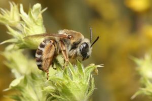 Exemplar d'abella (Eucera tricincta).