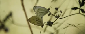 Pieris napi - Jordi Casals