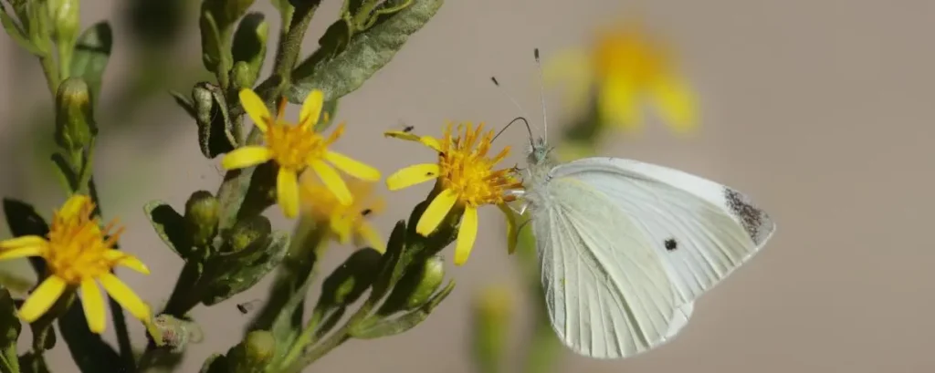 Pieris rapae. Imatge: Laura Diaz Remolar