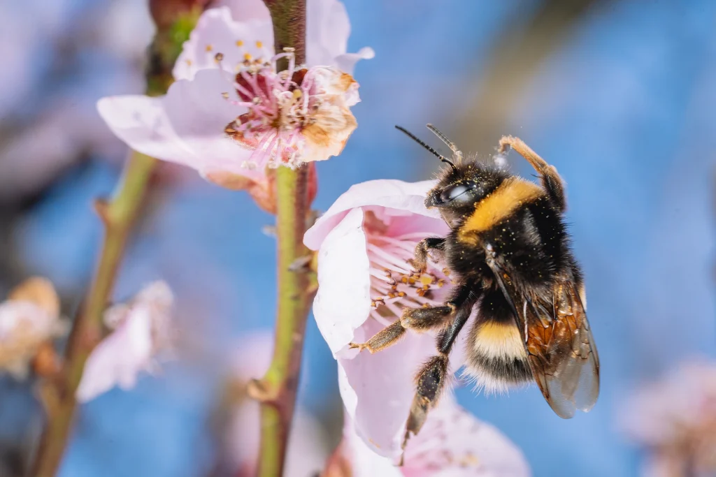 Bombus terrestris pol·linitzant flor de Pomer