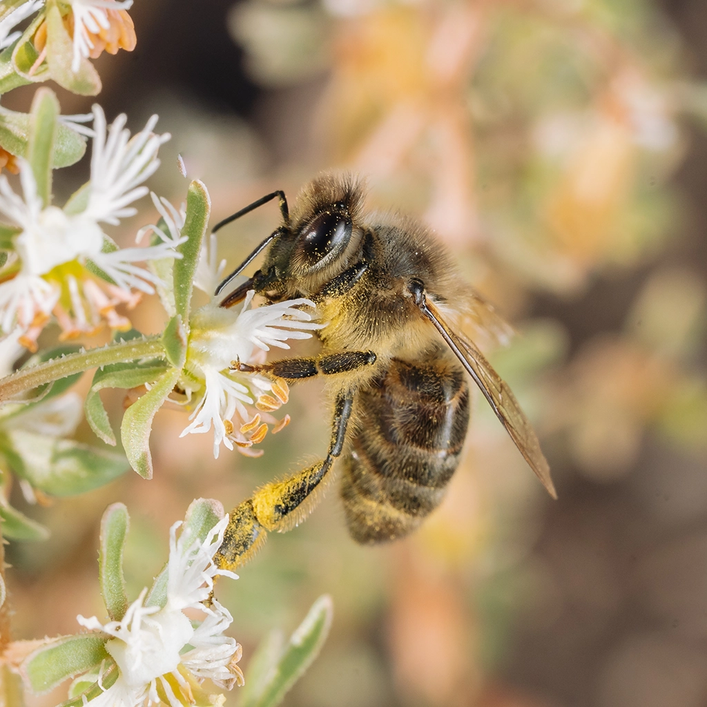 Abella pol·linitzant