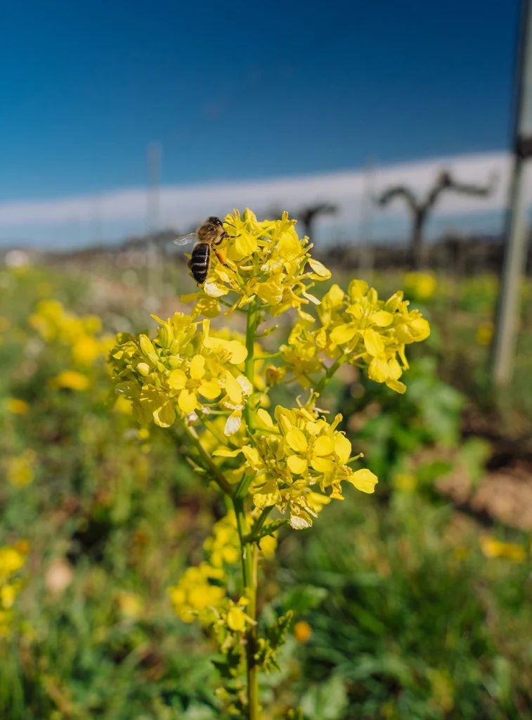 Abella pol·linitzant a un cultiu de raïm