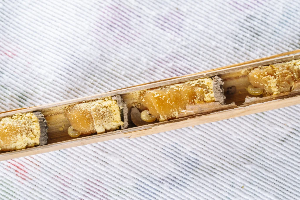 Larves abelles solitàries, imatge Galdric Mossoll