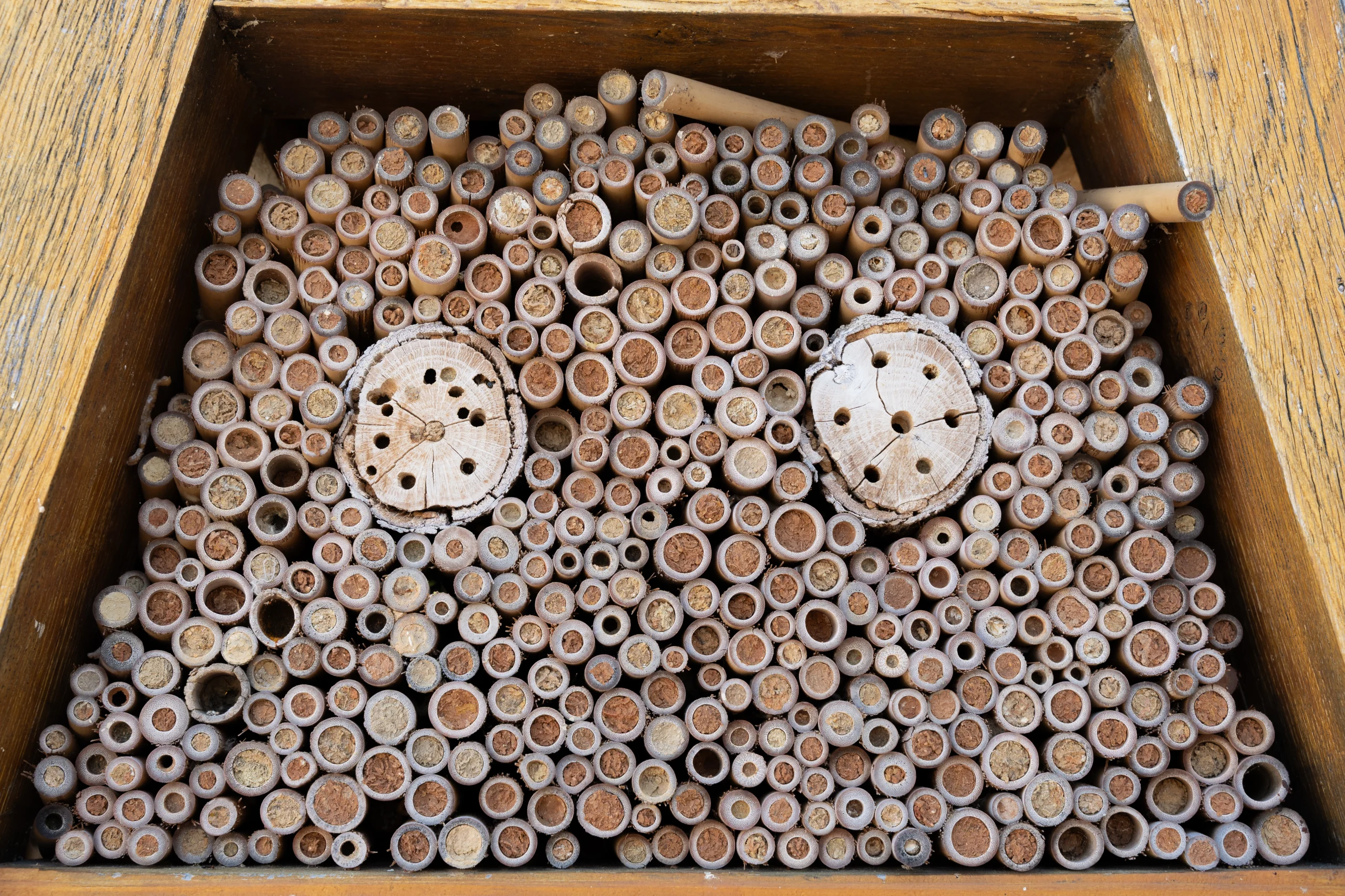 Hotel d'abelles, imatge Galdric Mossoll