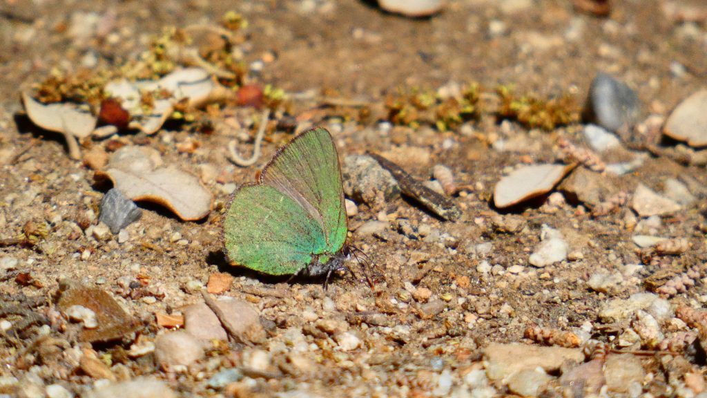 Callophrys_avis_CristinaMartin