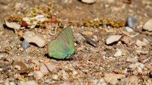 Callophrys_avis_CristinaMartin