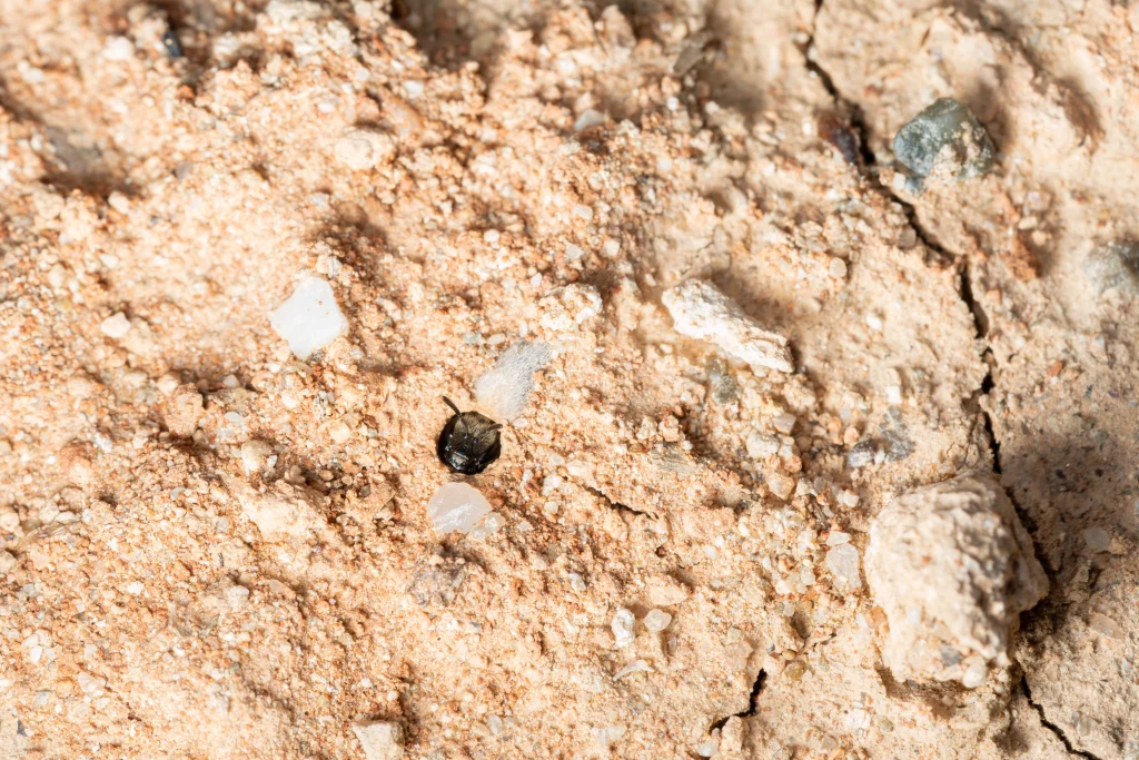 Lasioglossum malachurum dins el seu niu a terra. Imatge: Galdric Mossoll
